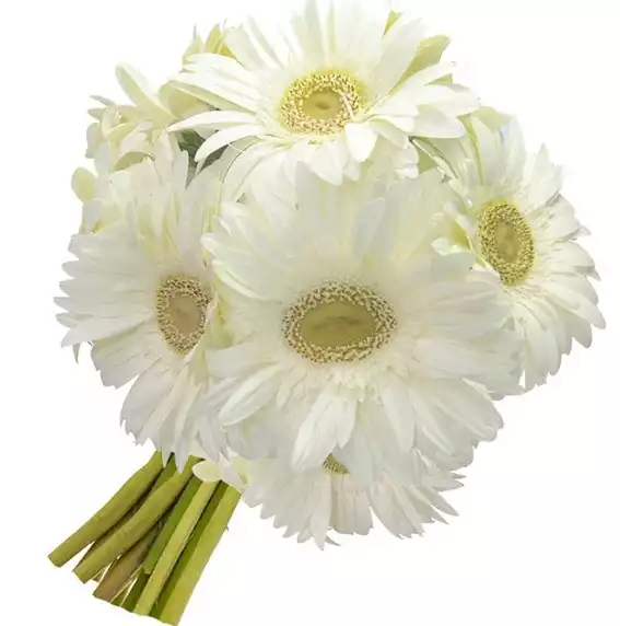 Buquê de Gérbera Branco