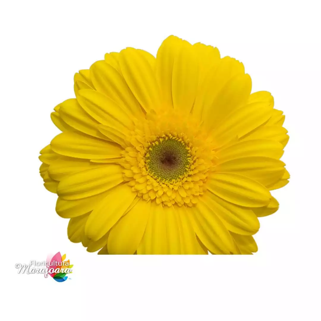 Gérbera Amarela - haste