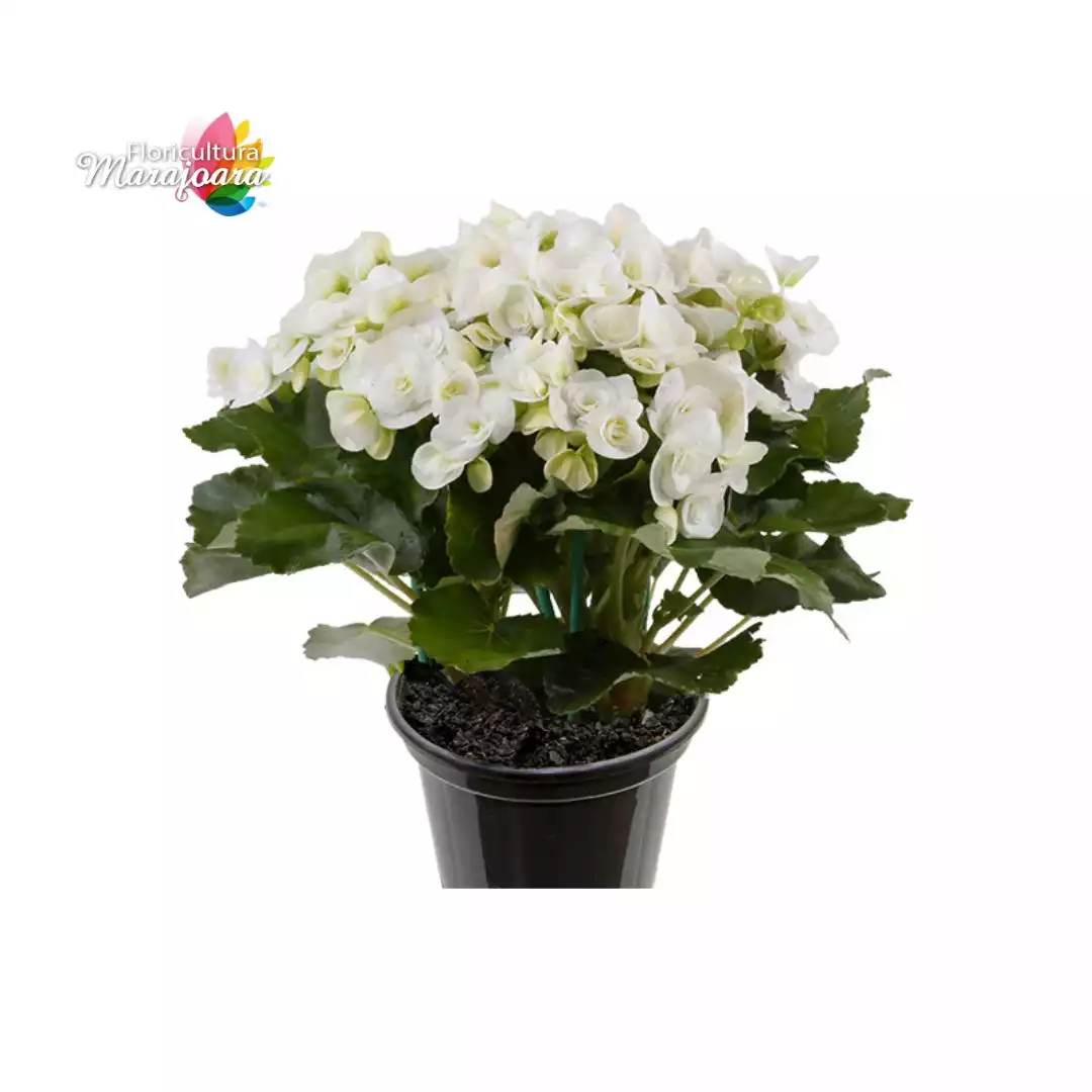 Begônia Branca Plantada P15