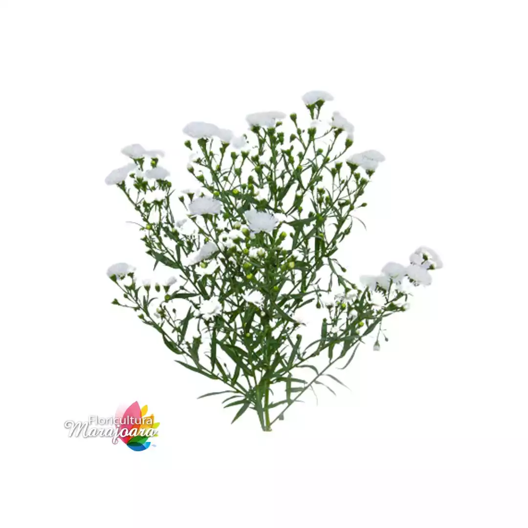 Áster Mariana Branca maço