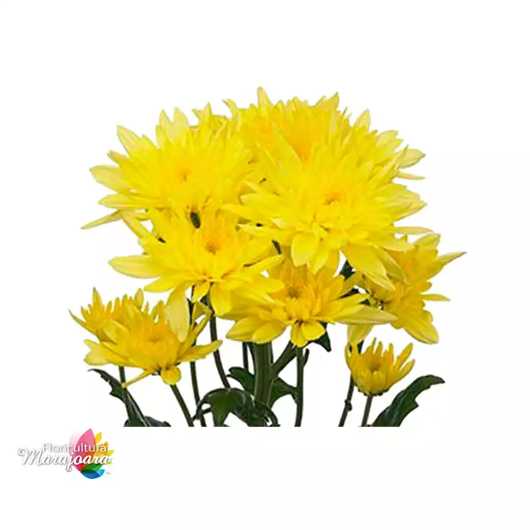 Crisântemo Amarelo maço