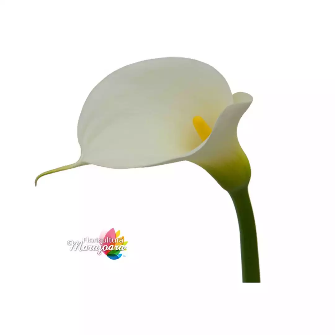 Calla branco - haste