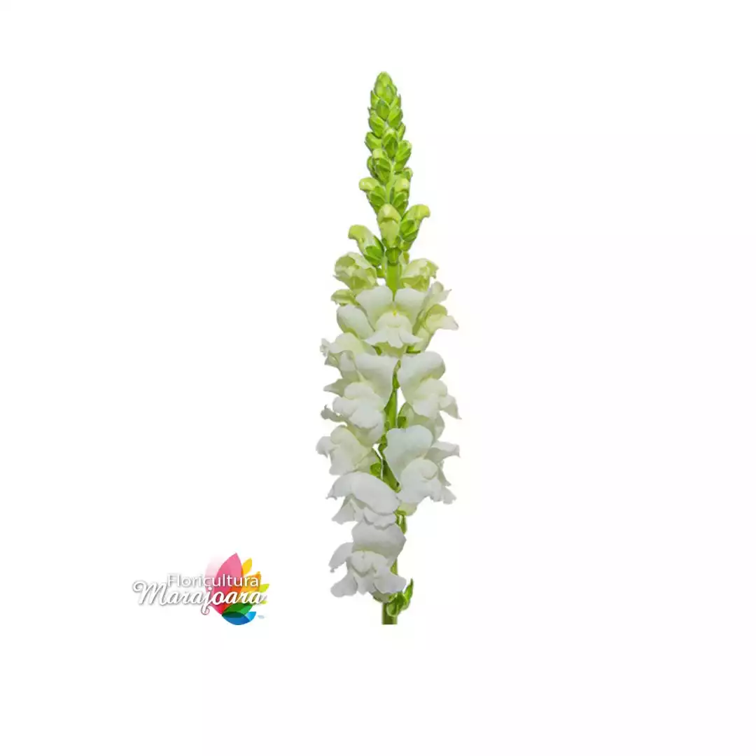 Boca de Leão Branca haste