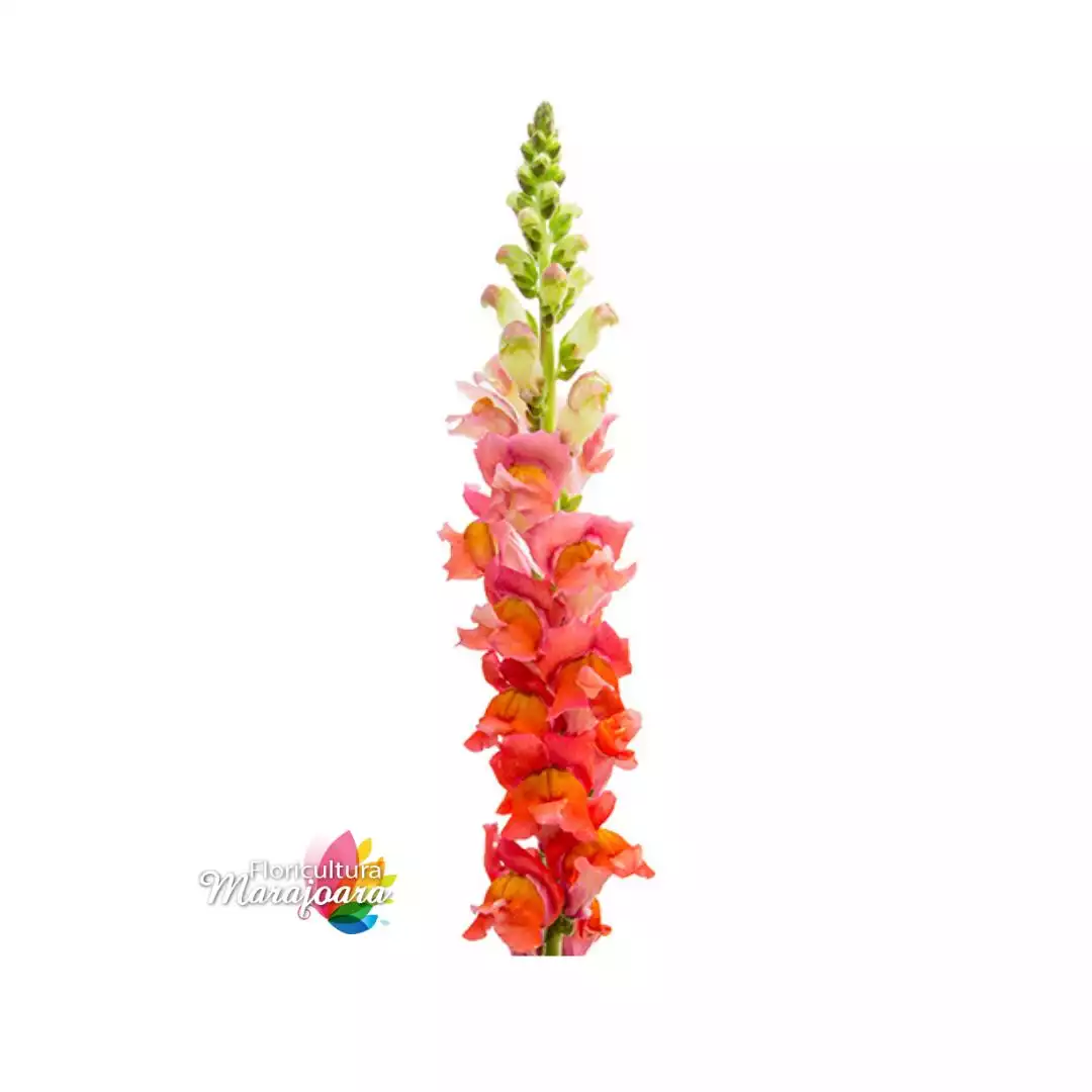 Boca de Leão Laranja haste