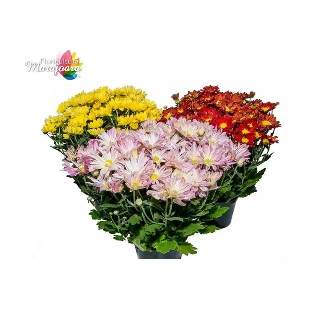 Crisântemo Carnaval Plantado P15