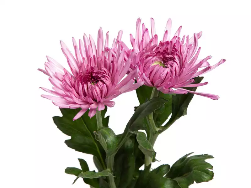 Anastácia Cipria haste