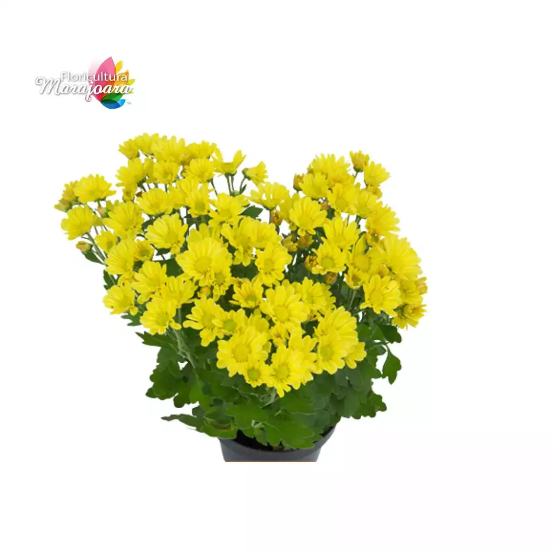 Crisântemo Amarelo Plantado P11
