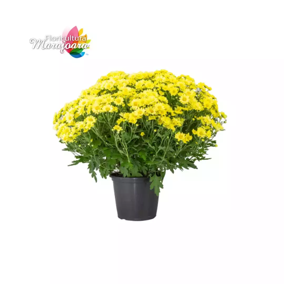 Crisântemo Bola Belga Amarelo Plantado P11