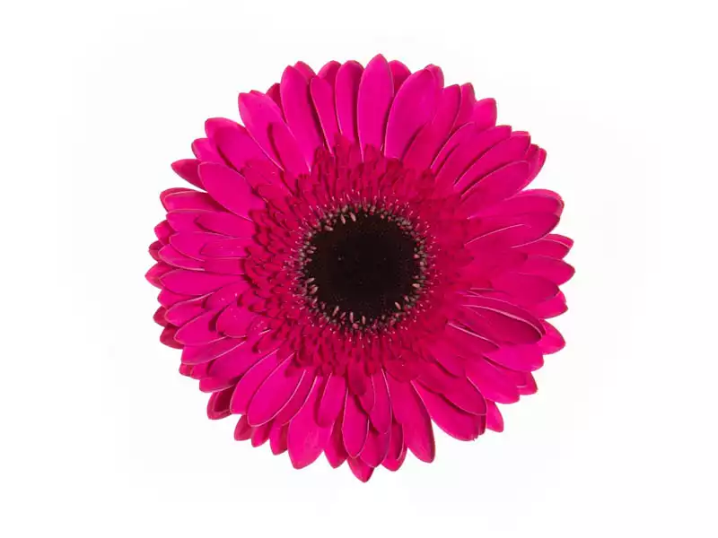 Gérbera Lilás Haste