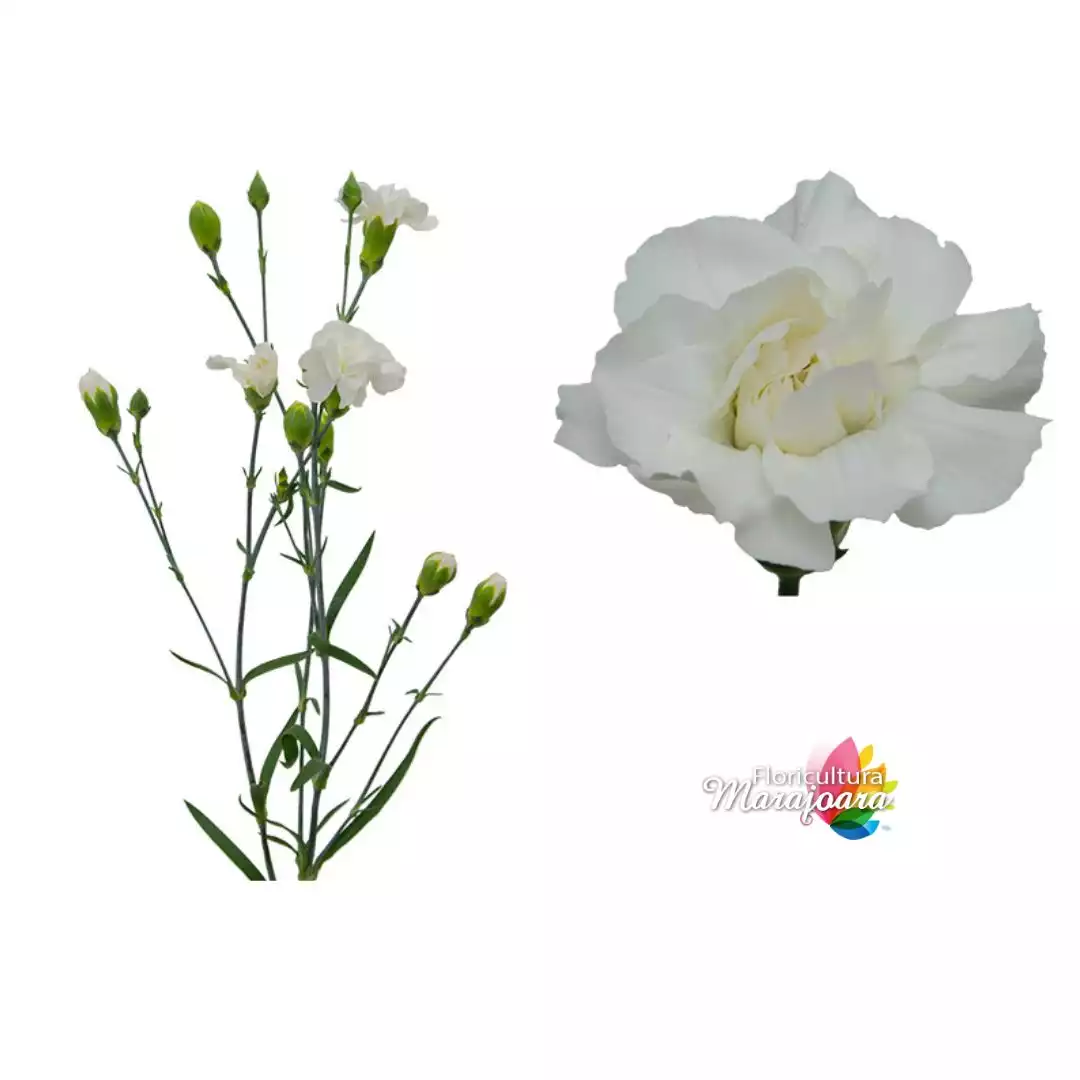 Cravina Branca - haste