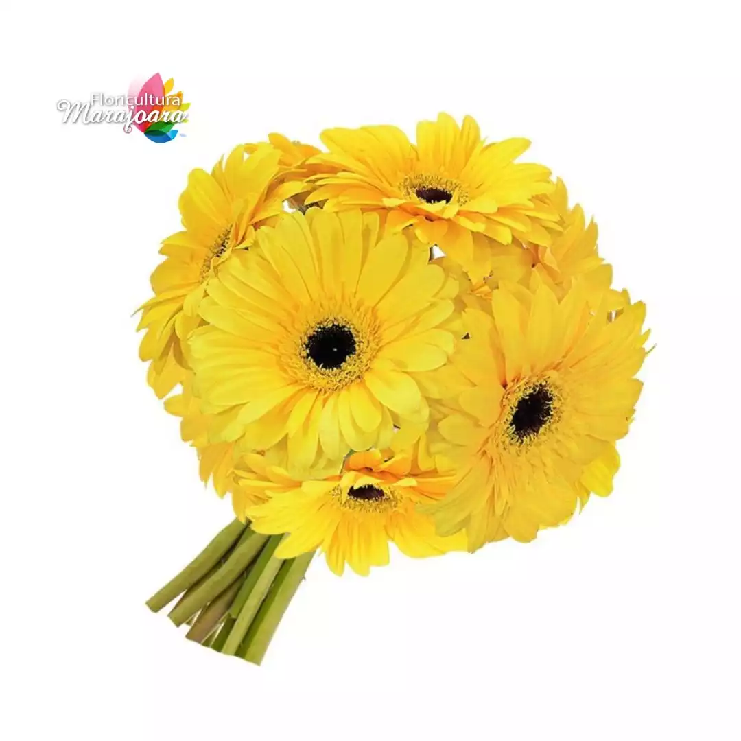 Buquê de Gérbera Amarelo