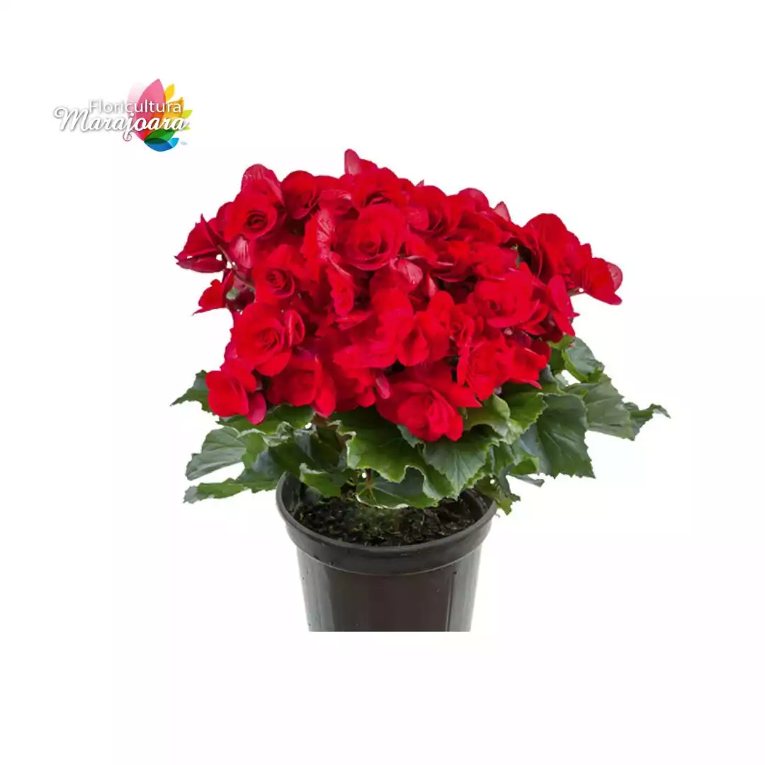 Begônia Vermelha Plantada P11