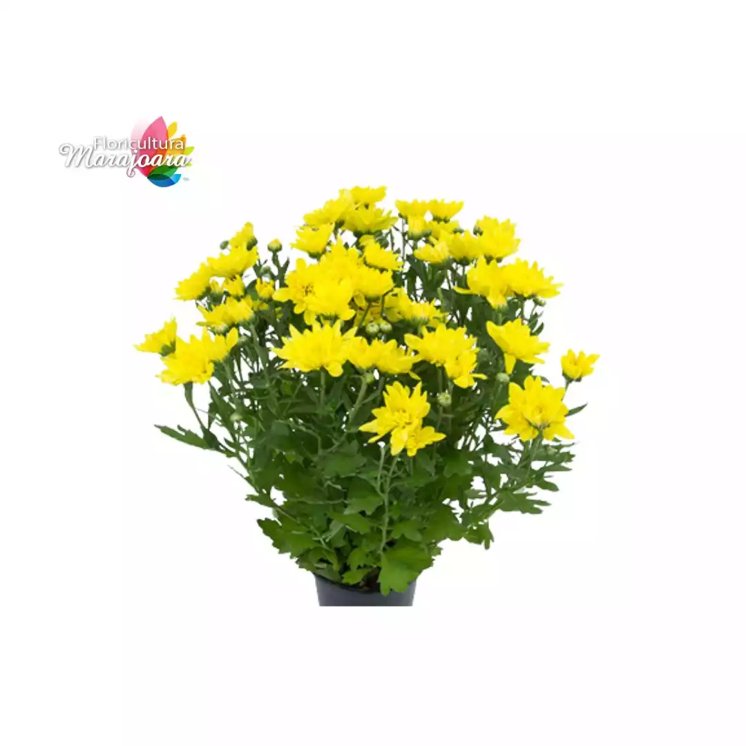 Crisântemo Amarelo Plantado P15