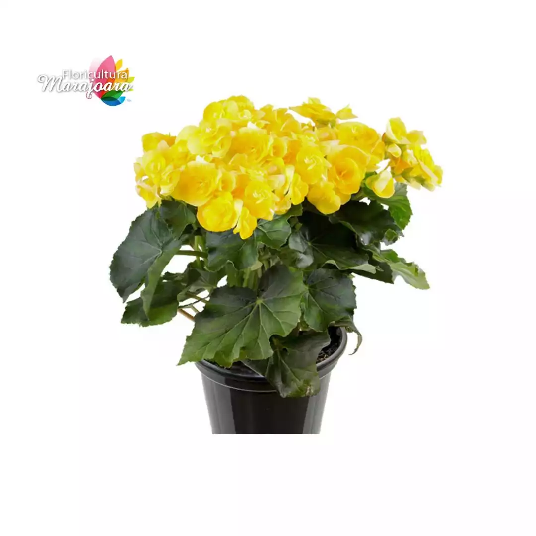 Begônia Amarela Plantada P15