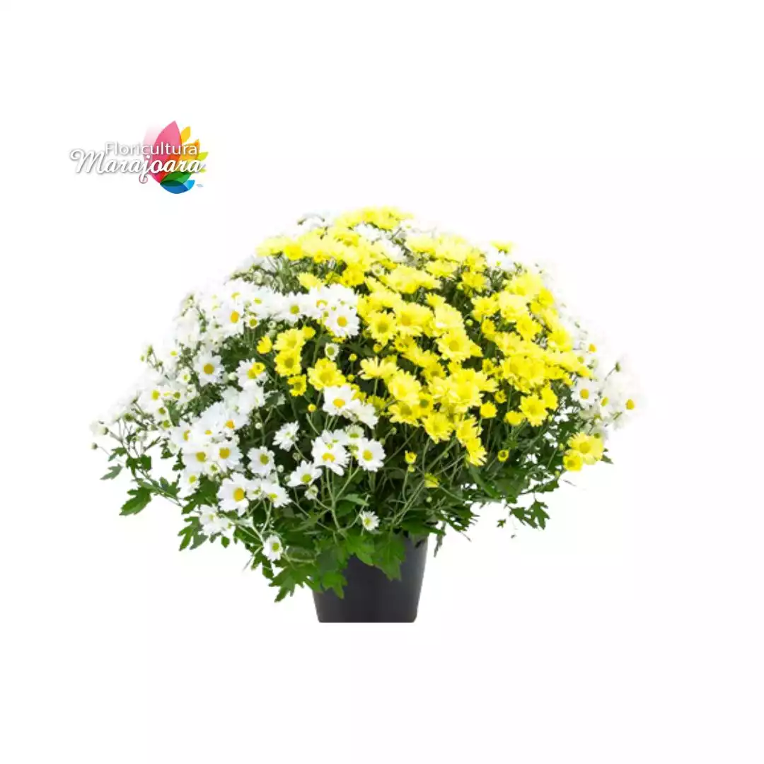 Crisântemo Bola Belga Bicolor Plantado P20
