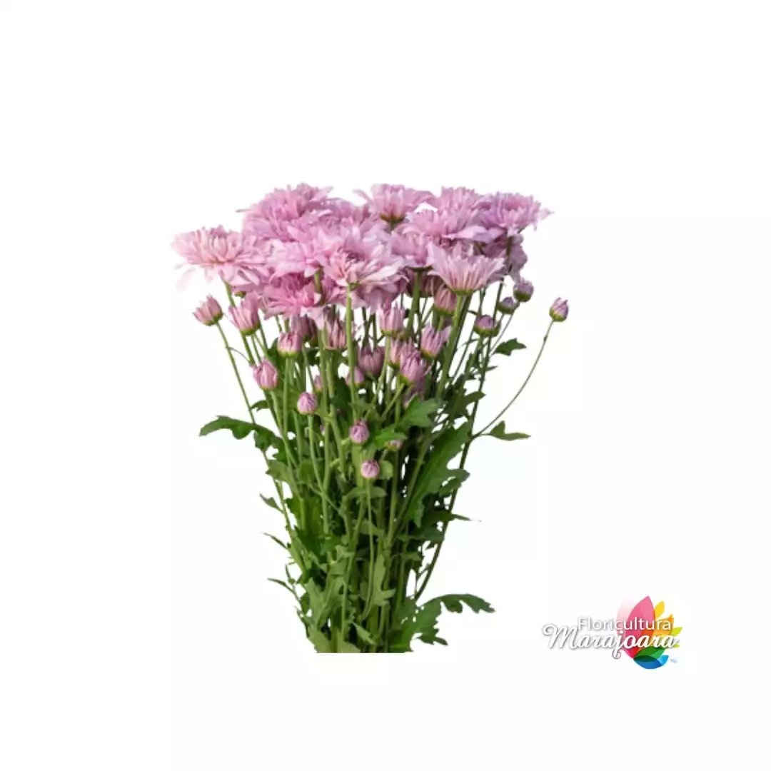 Crisântemo Lilás maço